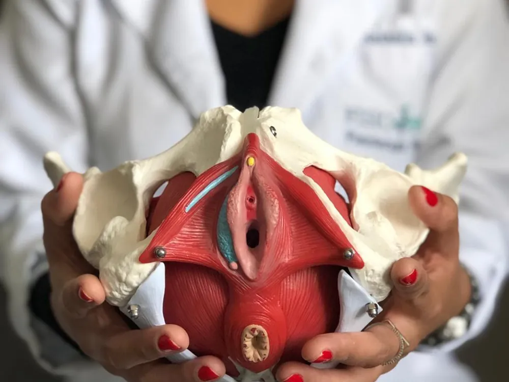 Fisioterapeuta de jaleco branco segura um modelo anatômico da pelve mostrando os músculos do assoalho pélvico